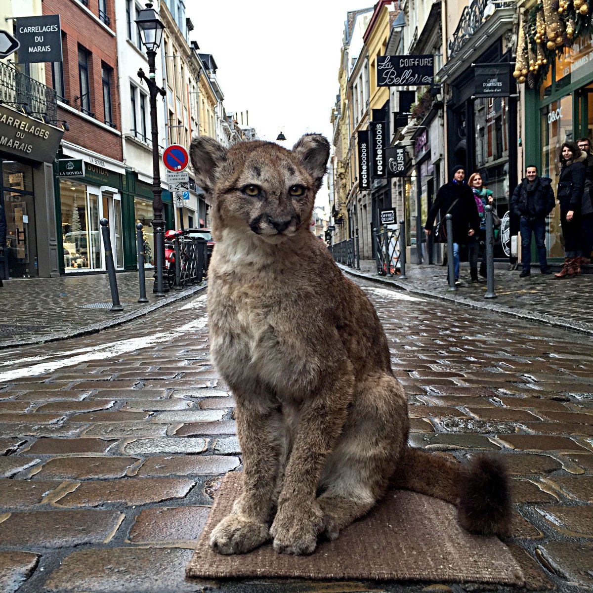 Puma